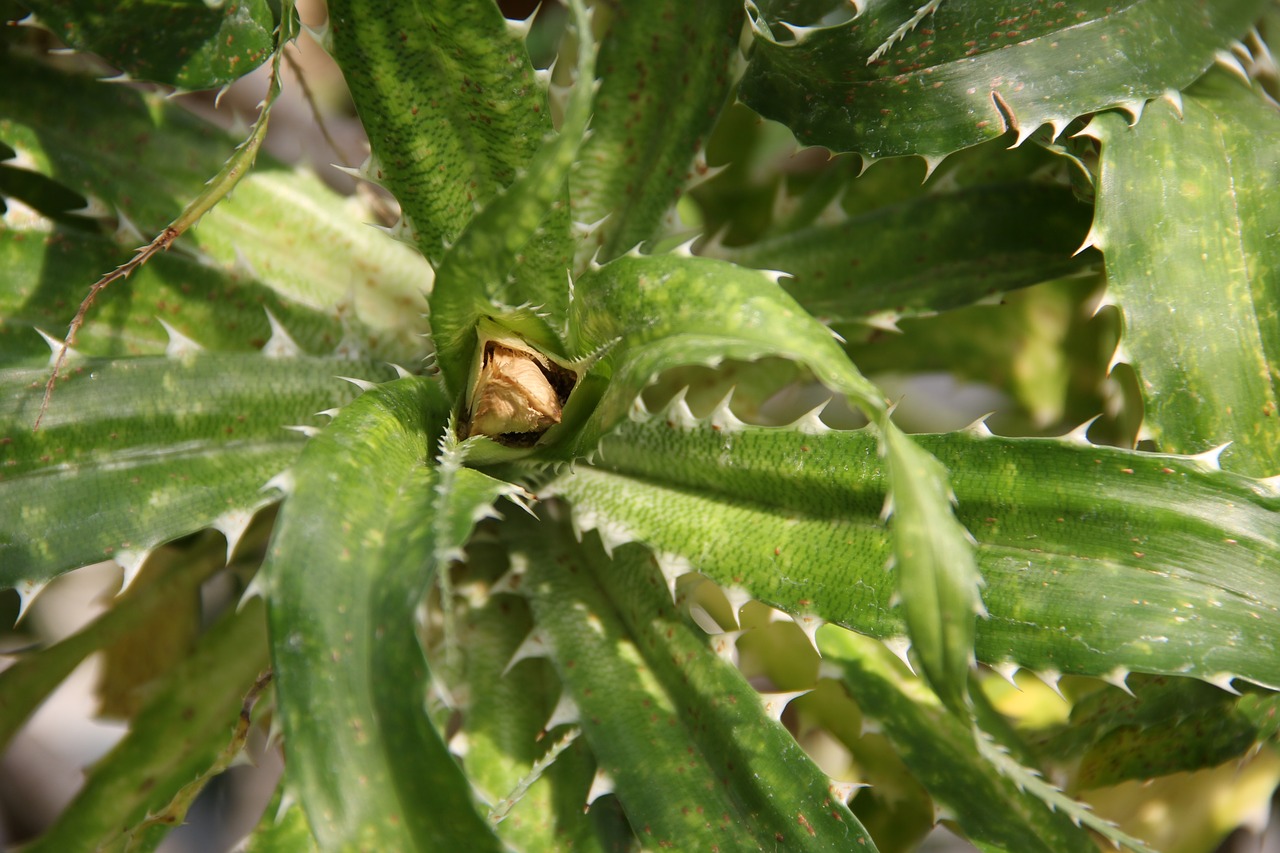 cactus  close up  greenhouse free photo