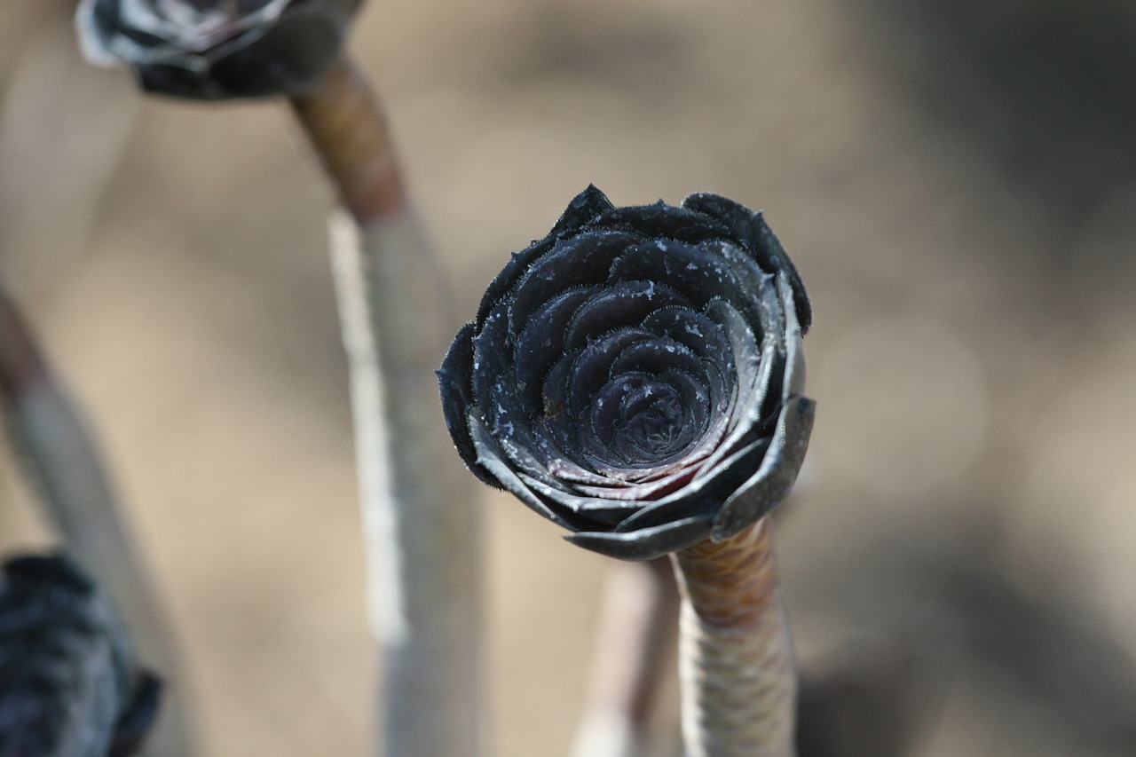 cactus flower spain free photo