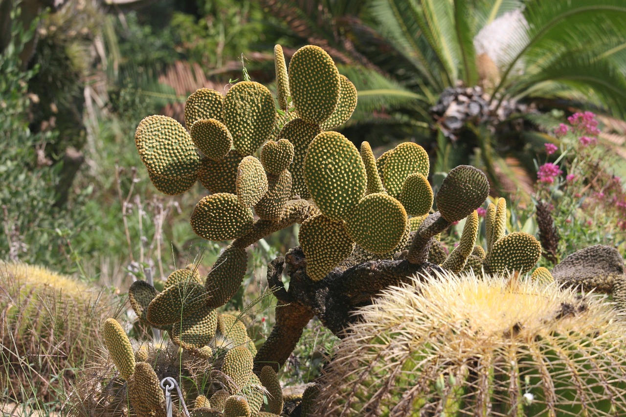 cactus plant garden free photo