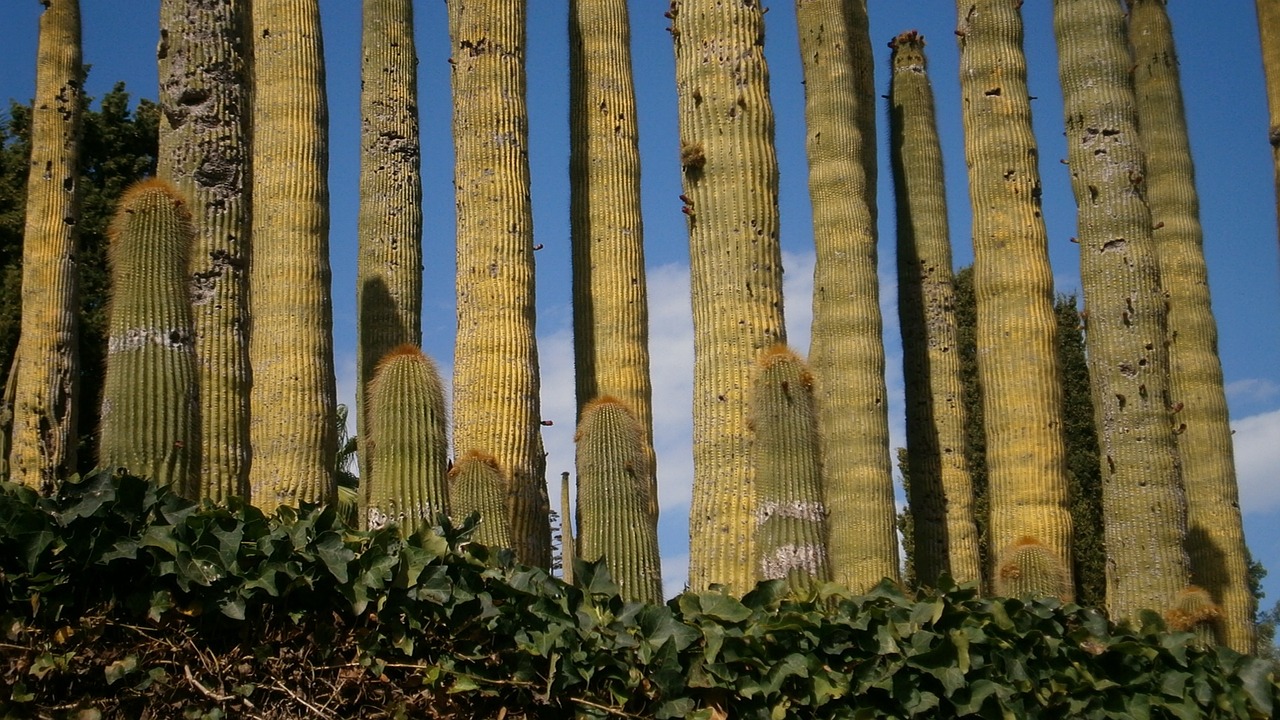 cactus garden flora free photo