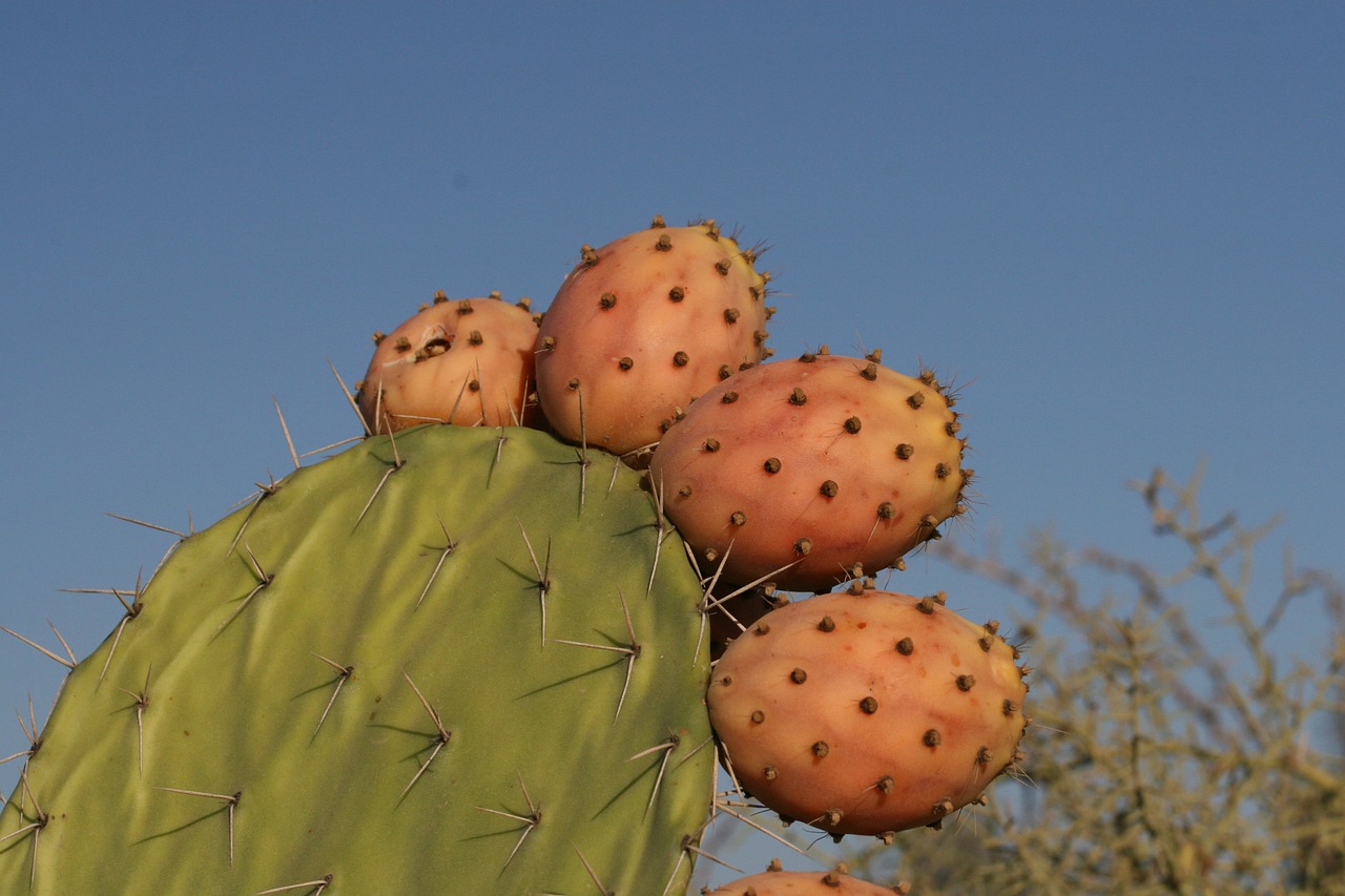 cactus close-up fruit free photo