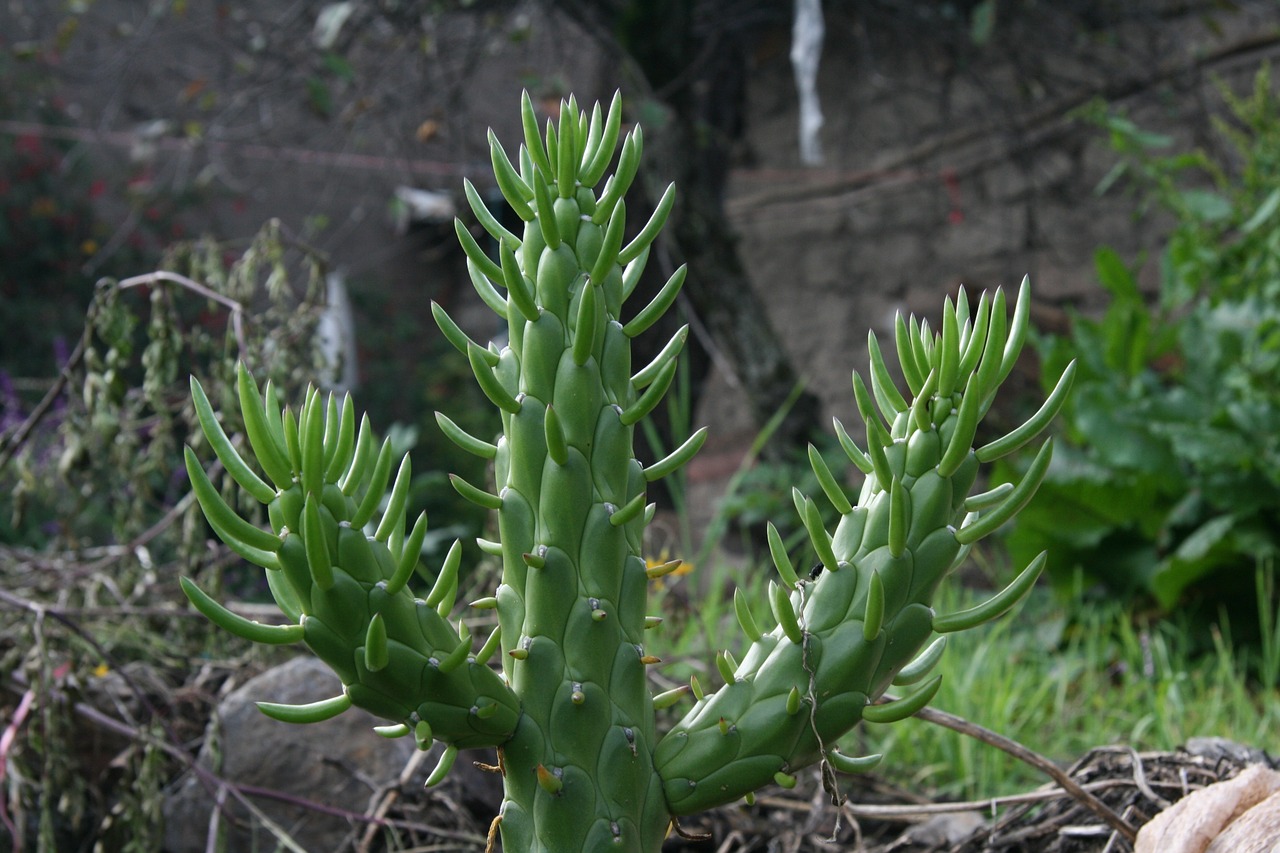 cactus nature plant free photo