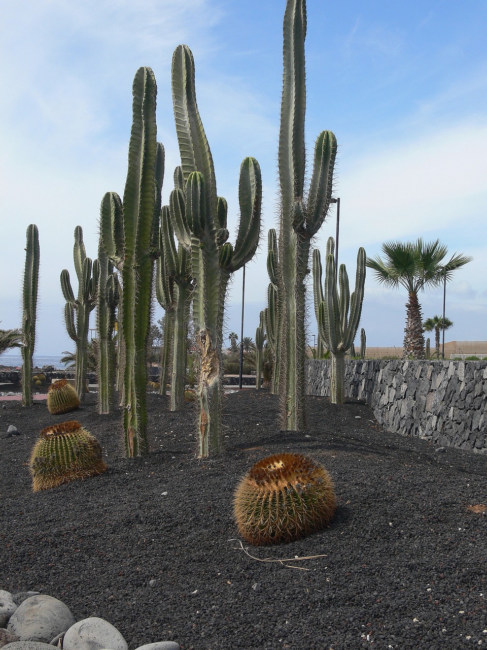cactus  tenerife  garden free photo