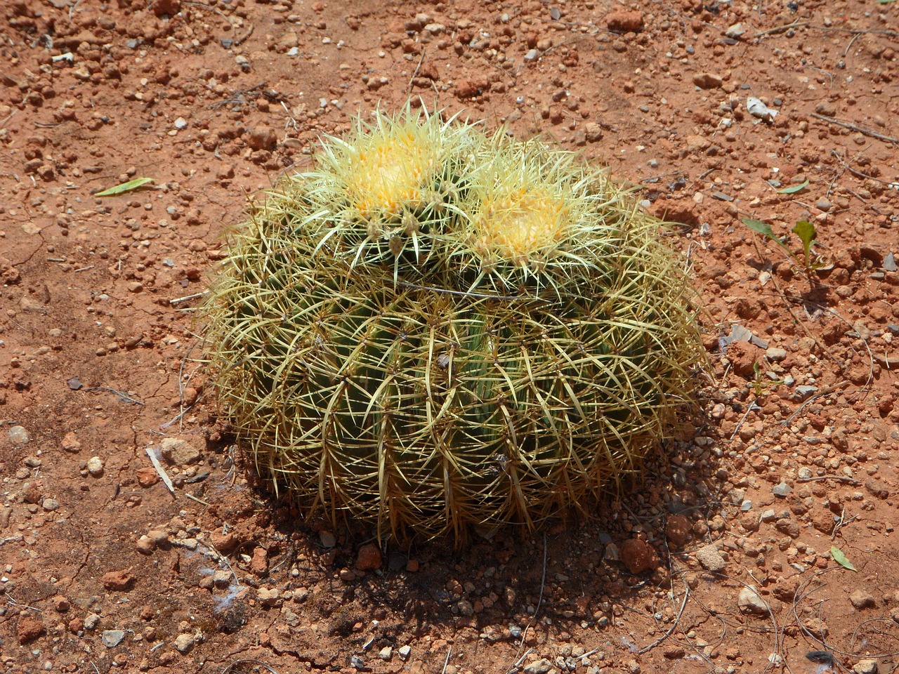 cactus ball cactus cactus greenhouse free photo