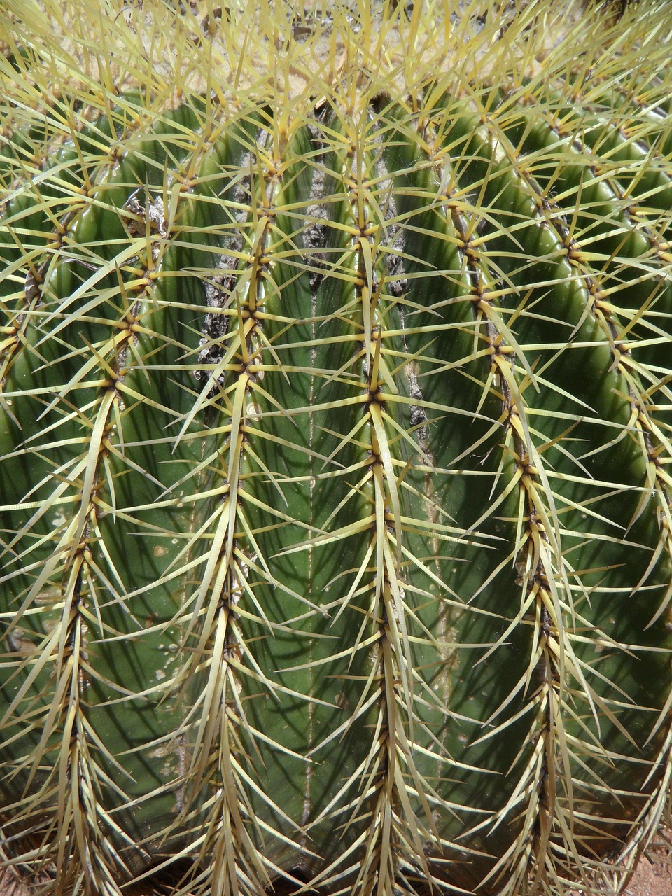 cactus ball cactus spur free photo