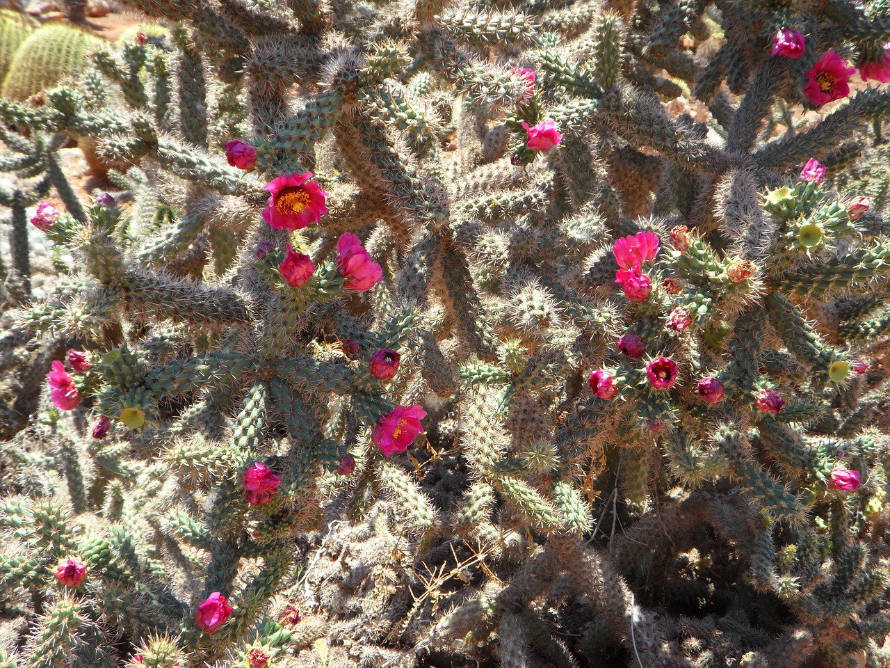 cactus cactus blossom bloom free photo