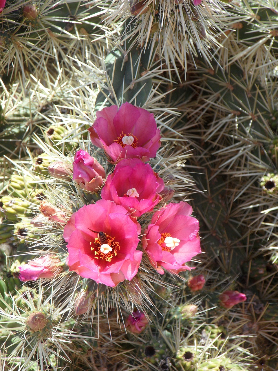 cactus prickly spur free photo