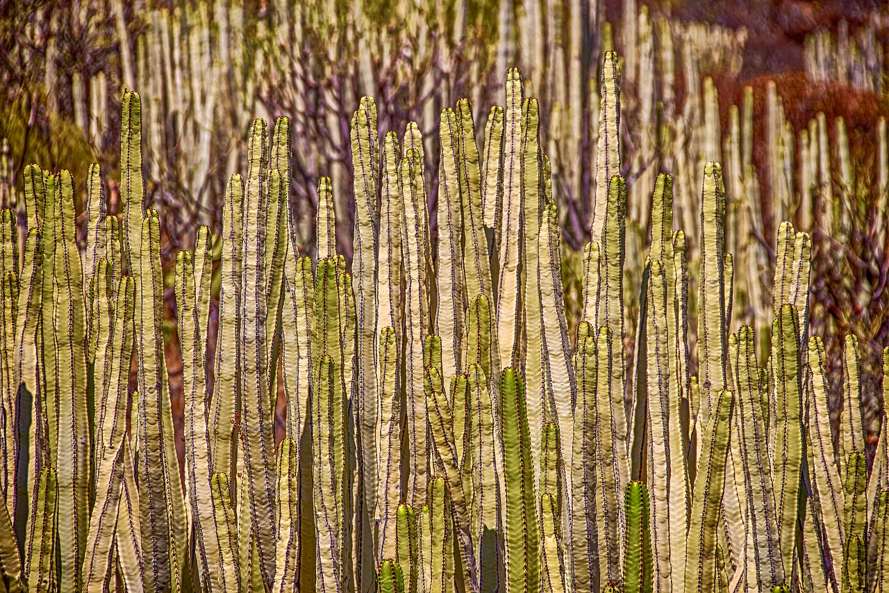 cactus  plant  nature free photo