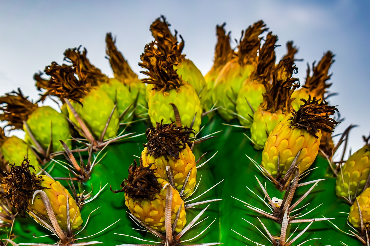 cactus  fruit  flower free photo