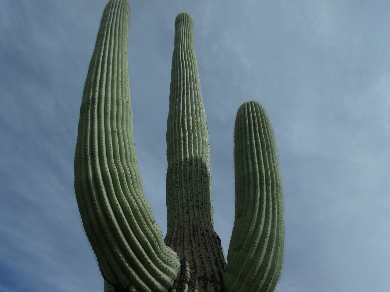 cactus tall desert free photo