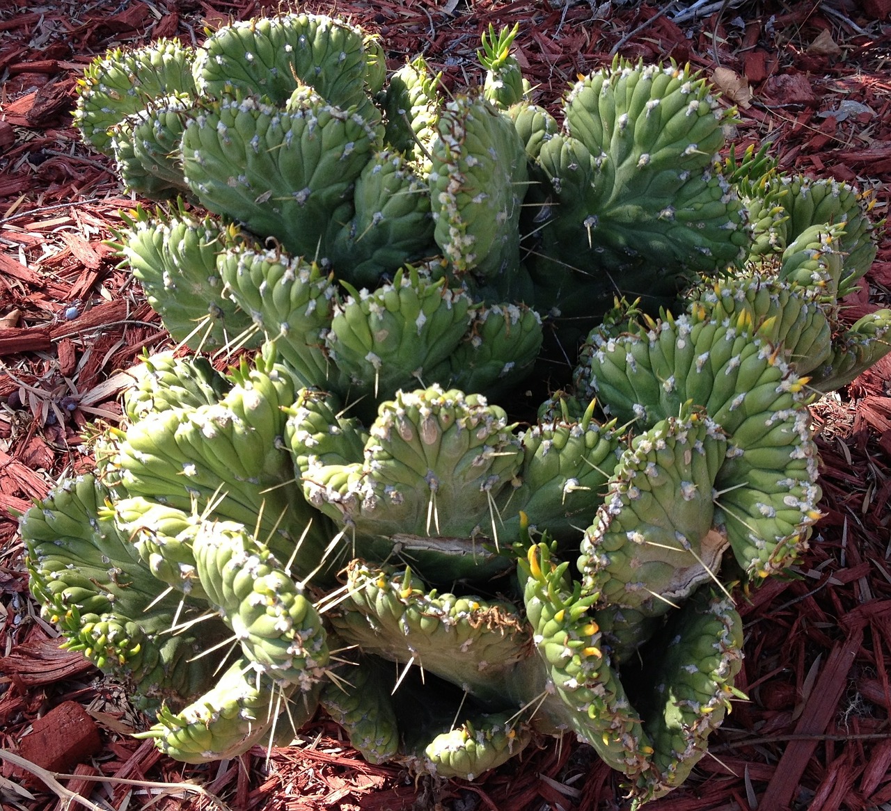 cactus spines plant free photo