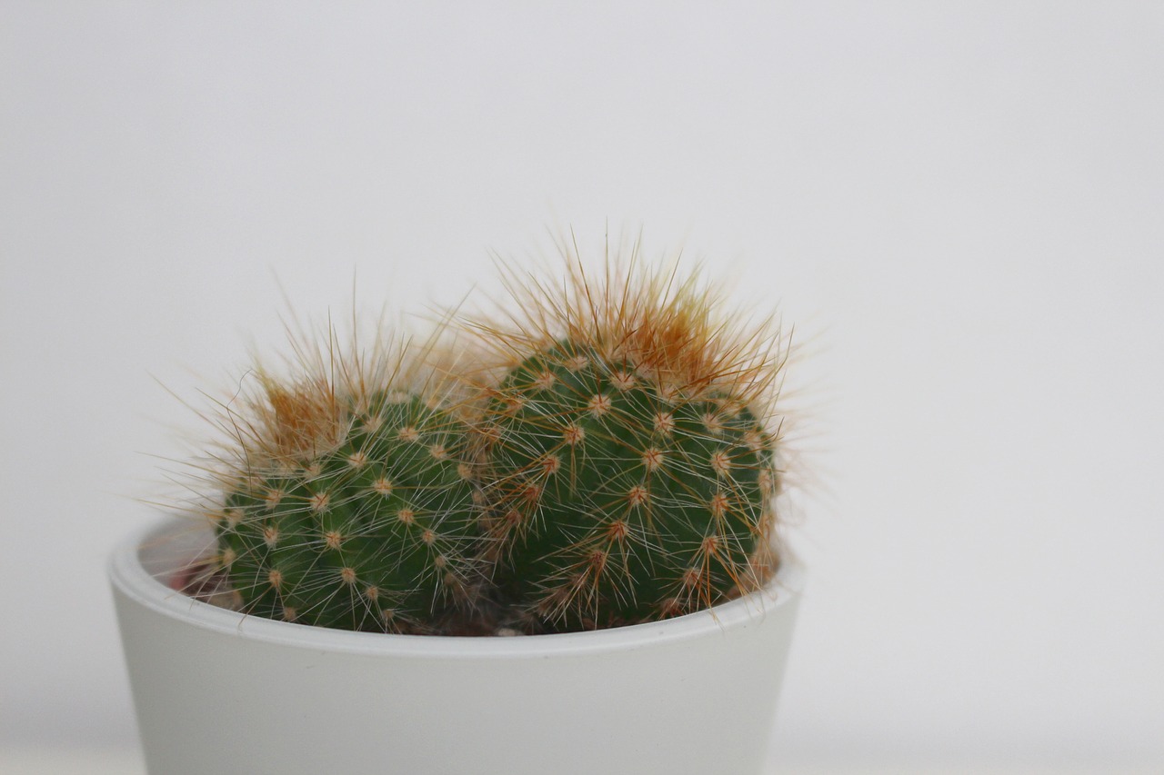 cactus  houseplant  green free photo