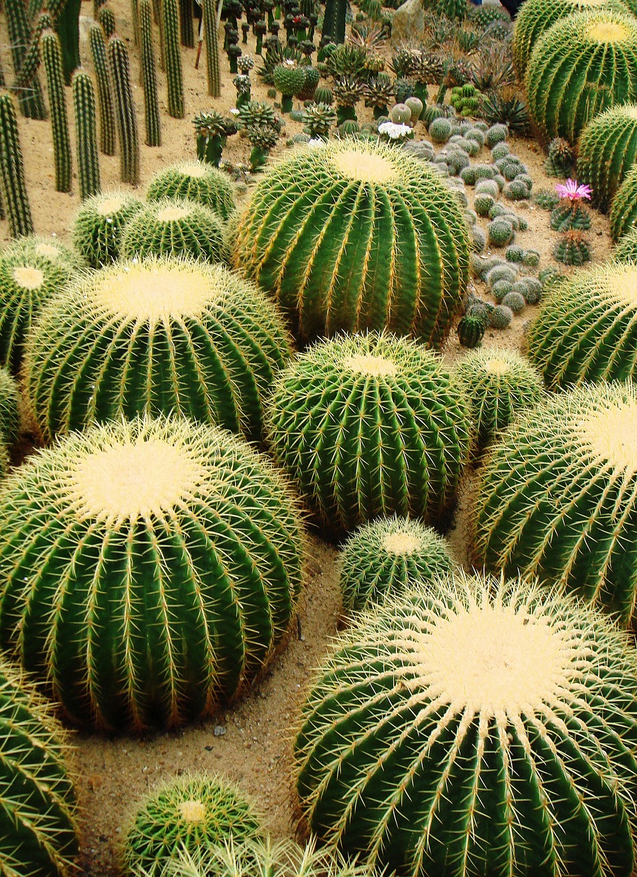 cactus spiky prickly free photo