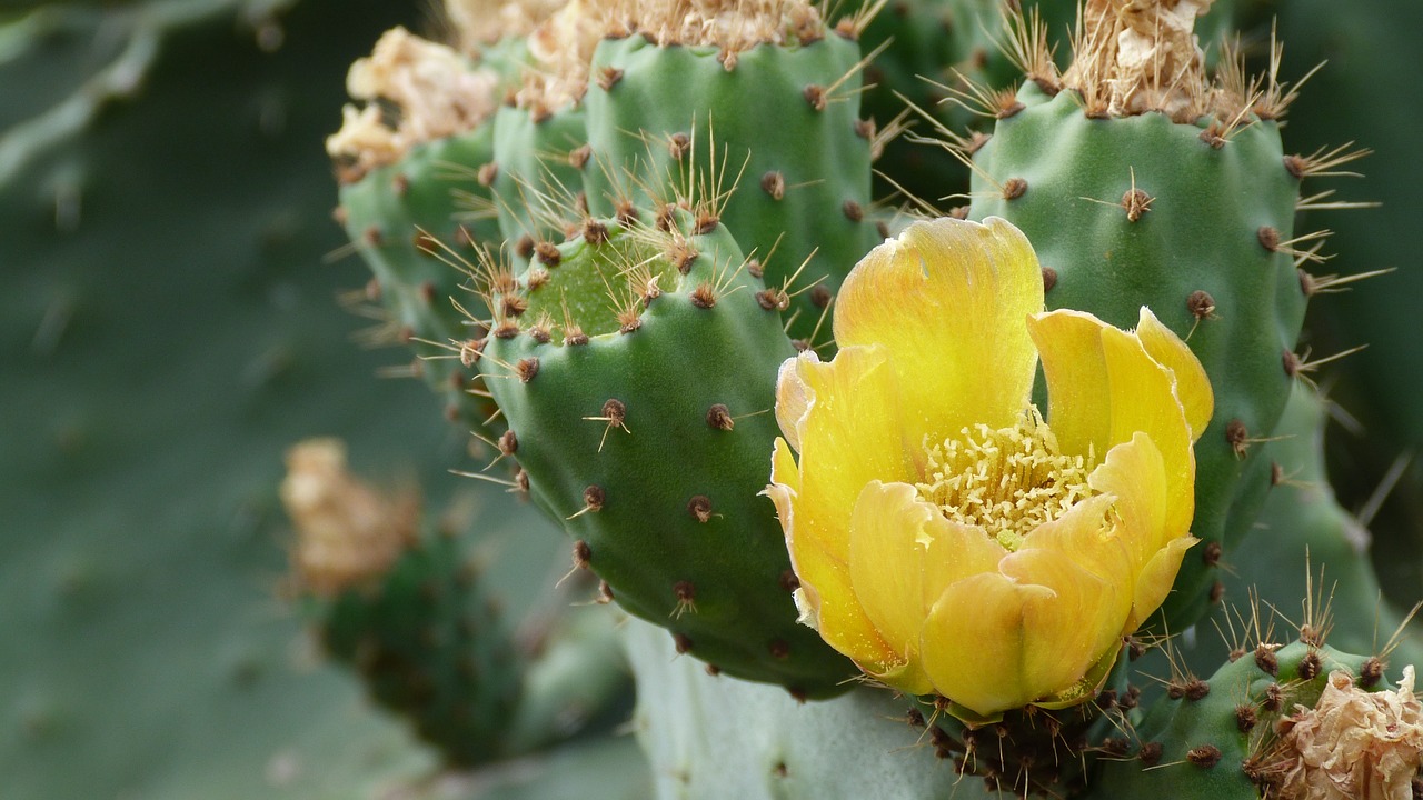 cactus plant blossom free photo