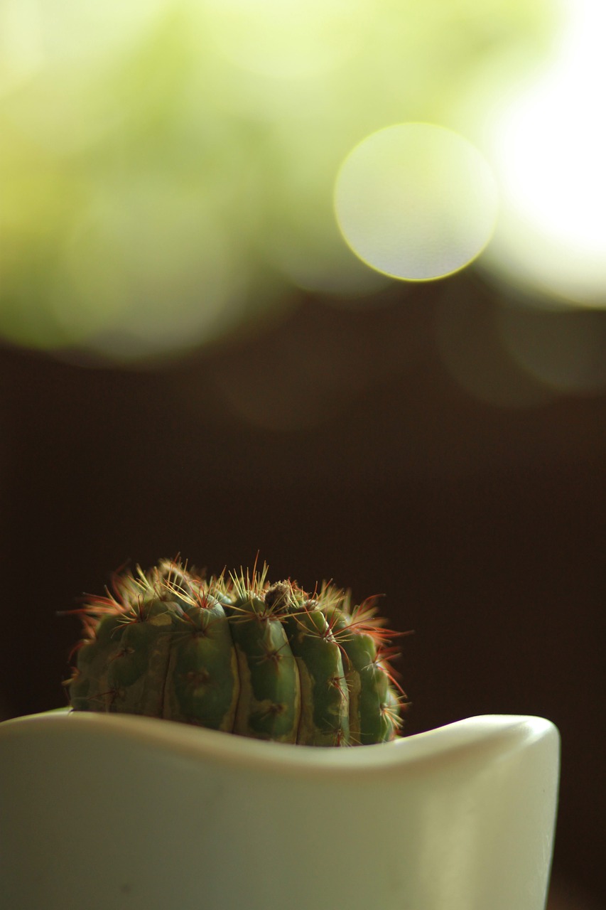 cactus  plants  thorn free photo