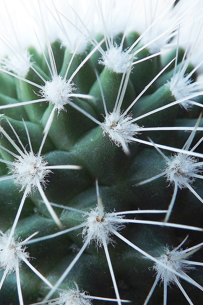cactus  flora  desert free photo