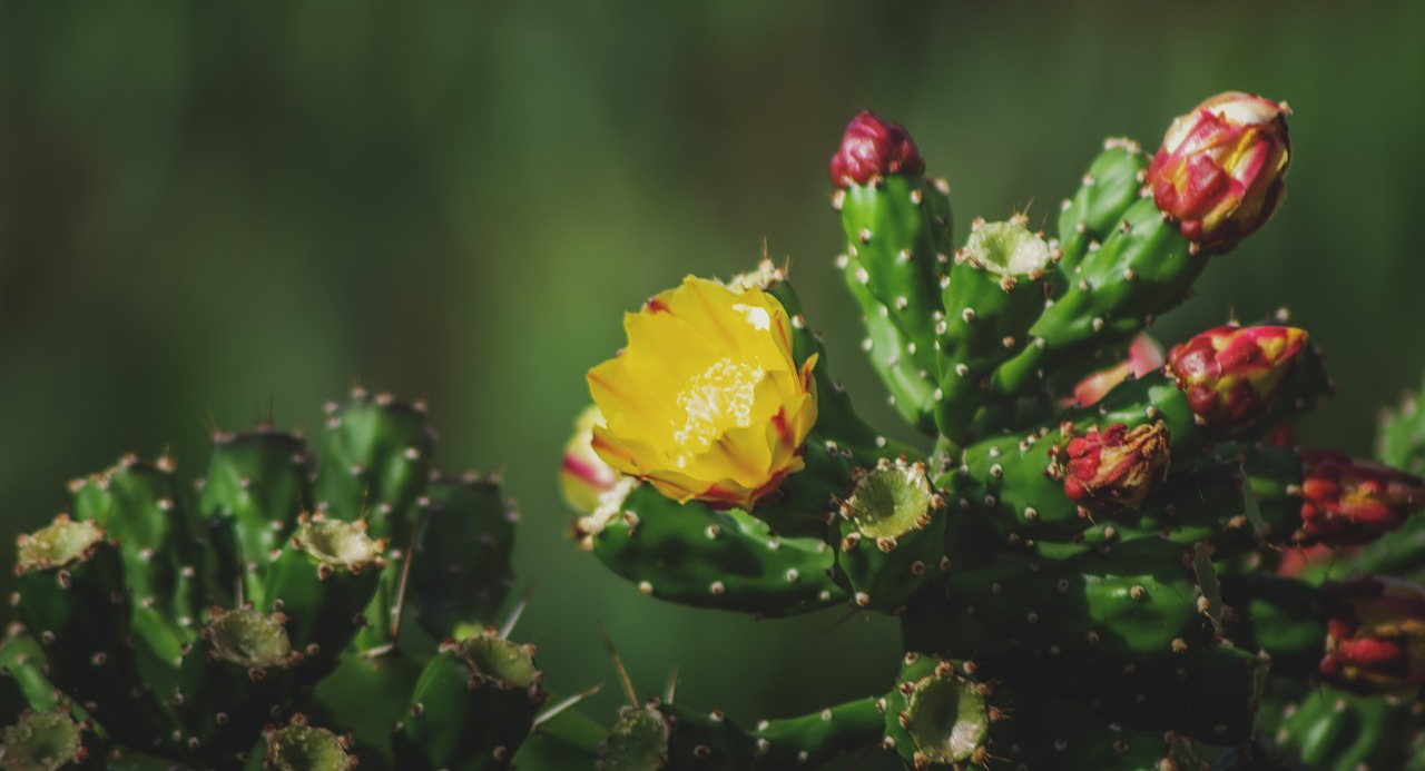 cactus  prickly pear  yellow free photo