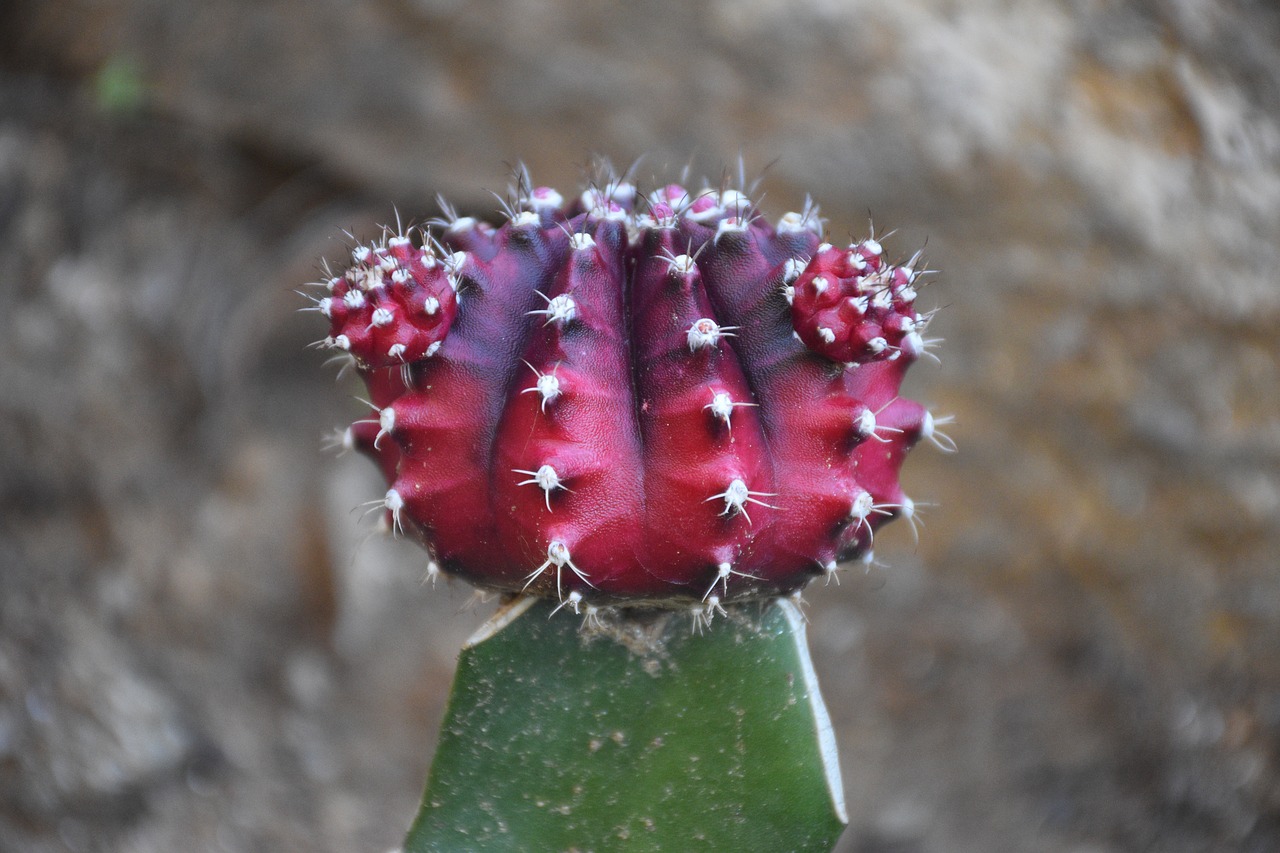 cactus  cacti  plant free photo