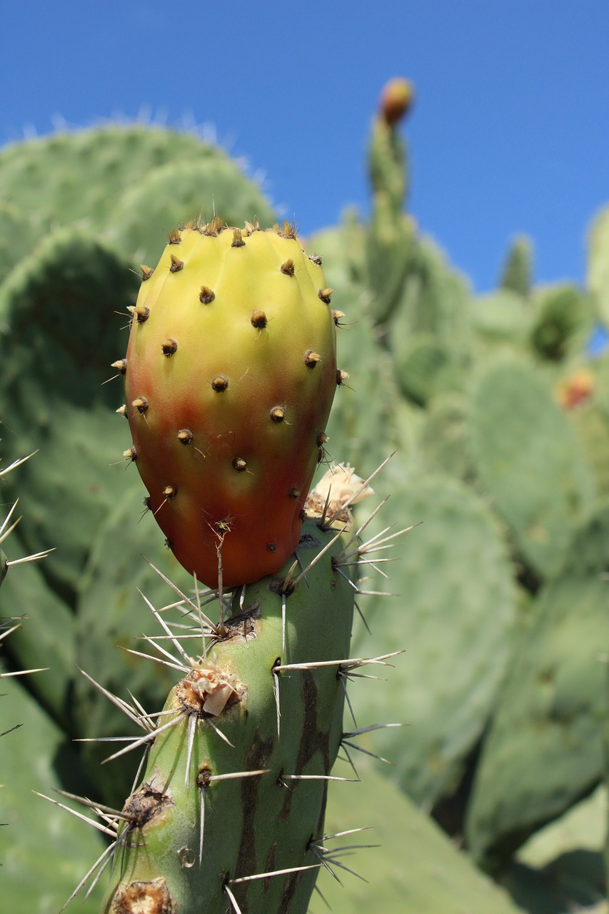 cactus  cactus fruit  spur free photo
