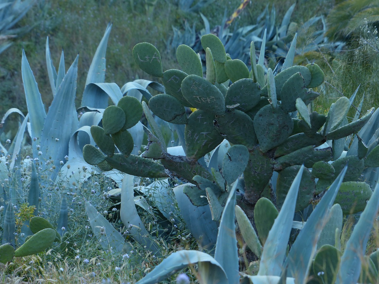 cactus agave scrub free photo