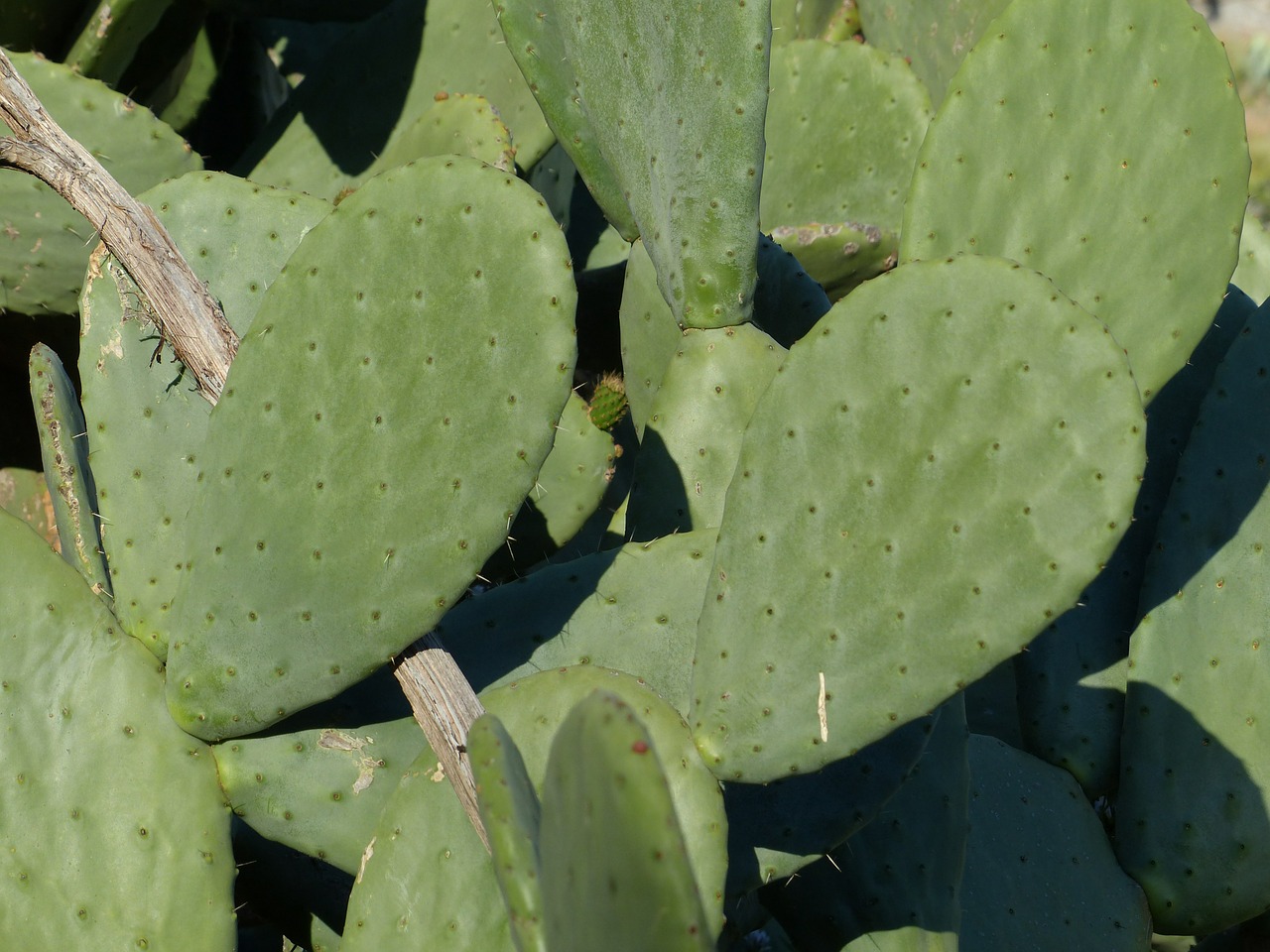 cactus prickly ear cactus free photo