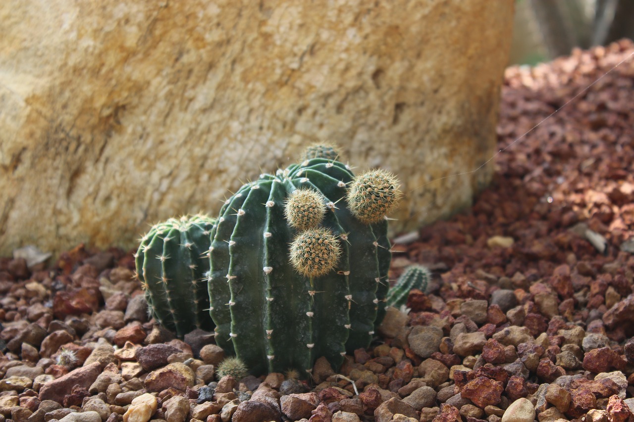 cactus  desert  tree free photo