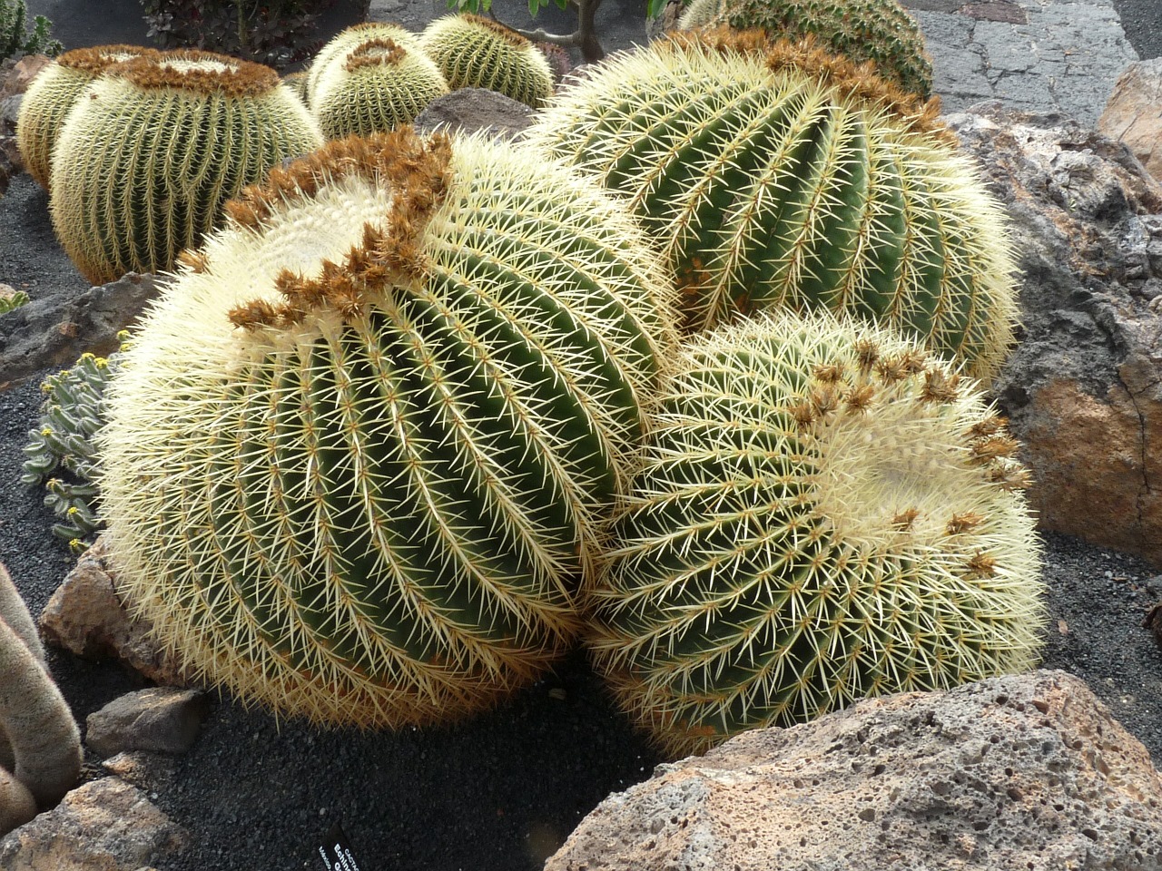 cactus ball spur free photo