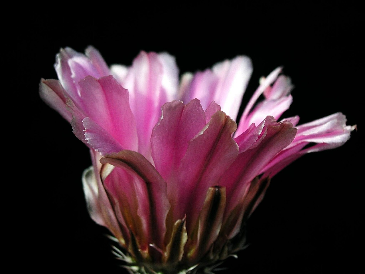 cactus blossom plant free photo