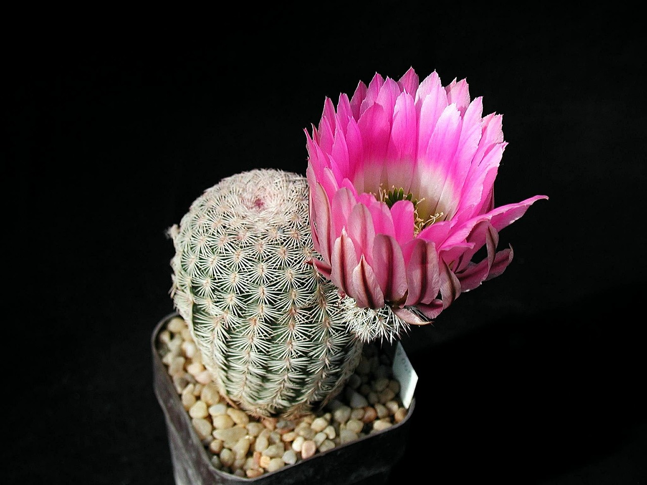 cactus blossom plant free photo