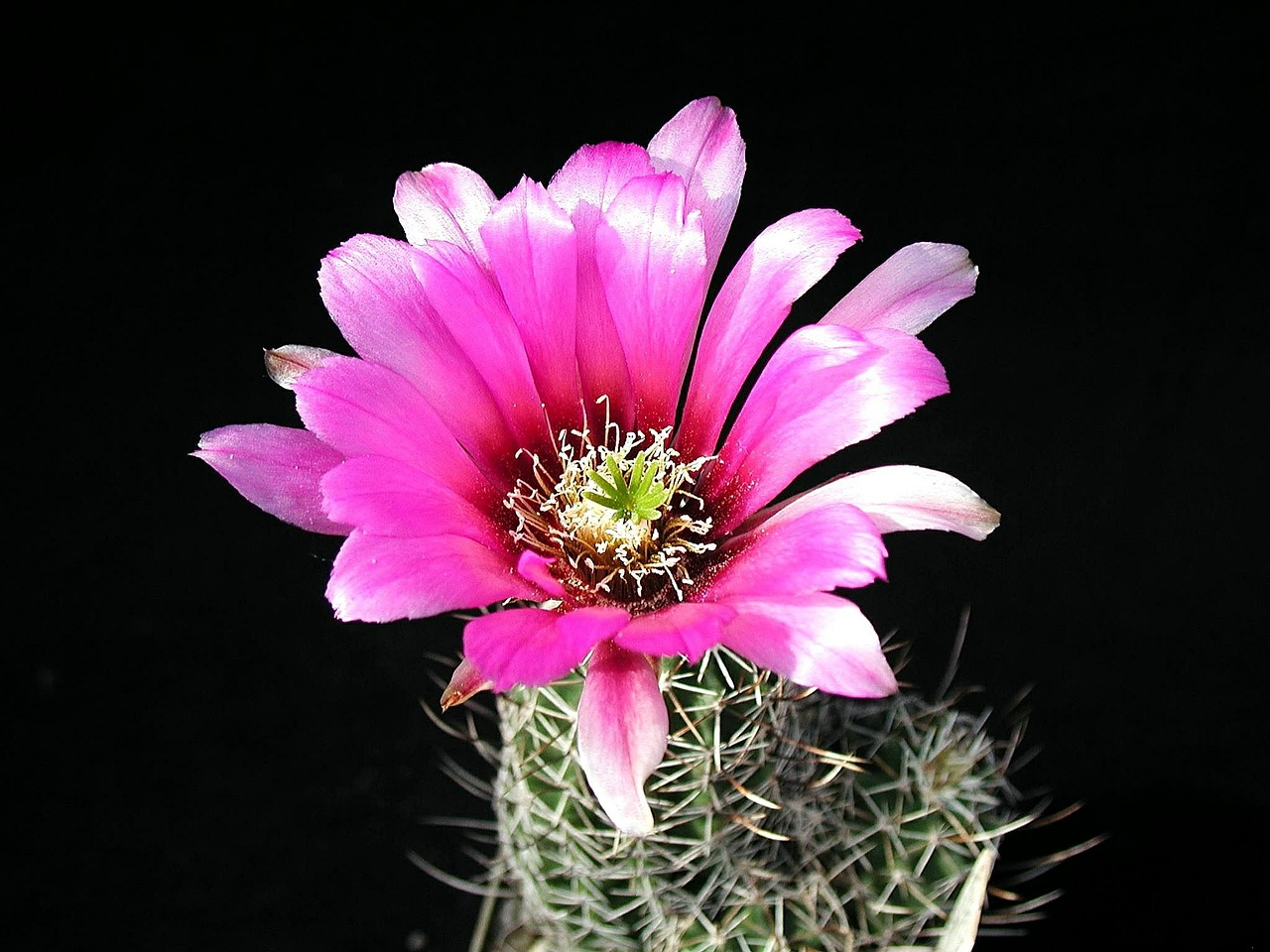 cactus blossom plant free photo