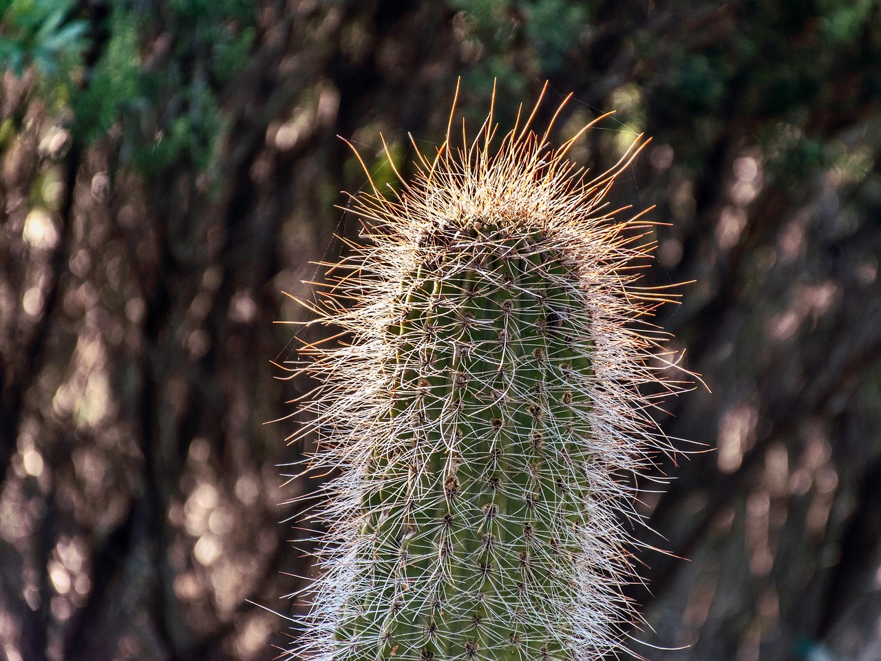 cactus  macro  close up free photo