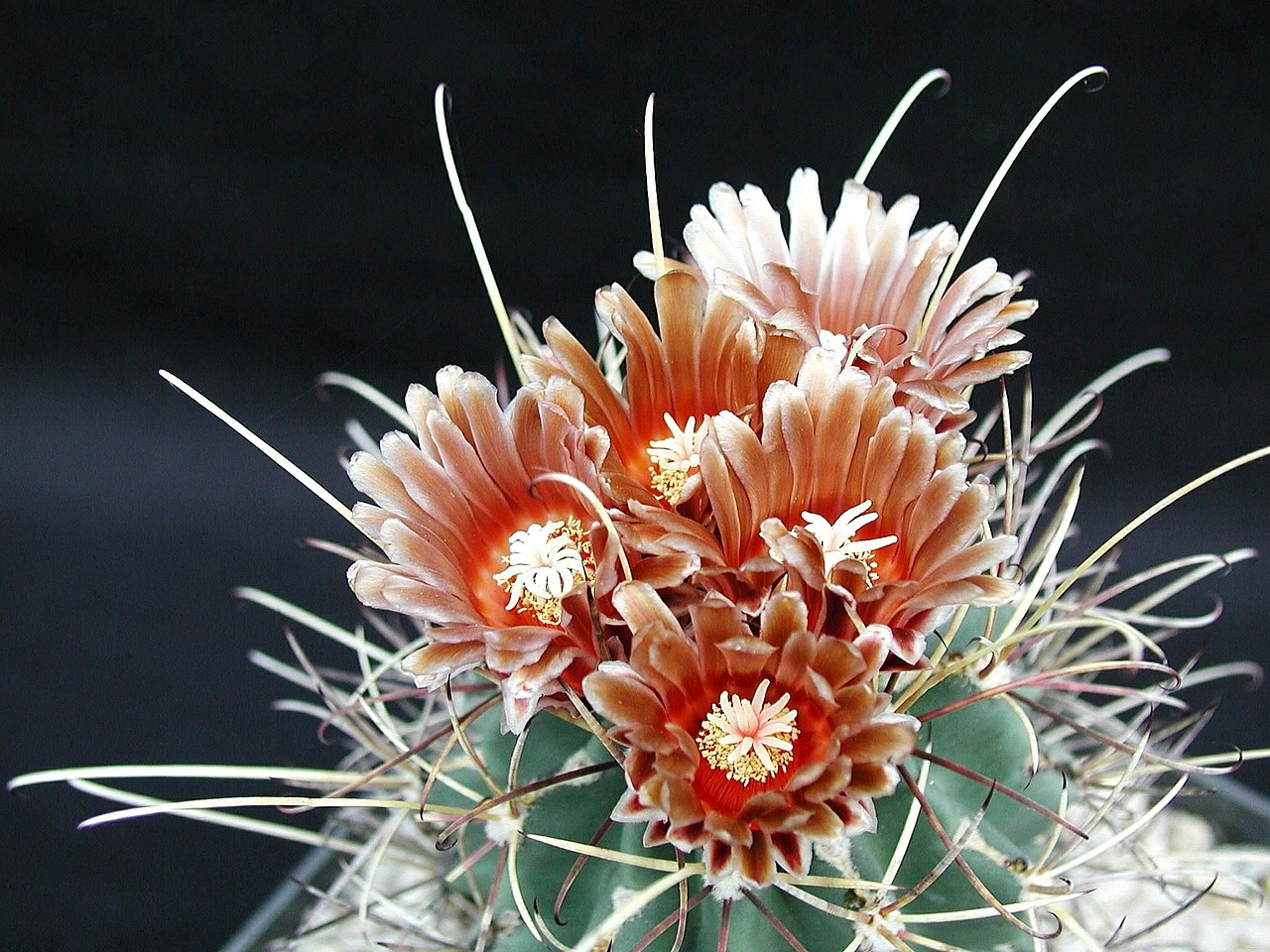 cactus flowers plants free photo