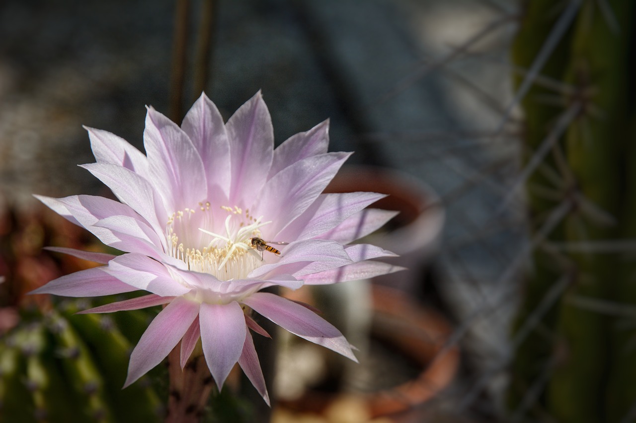 cactus  flower  blossom free photo