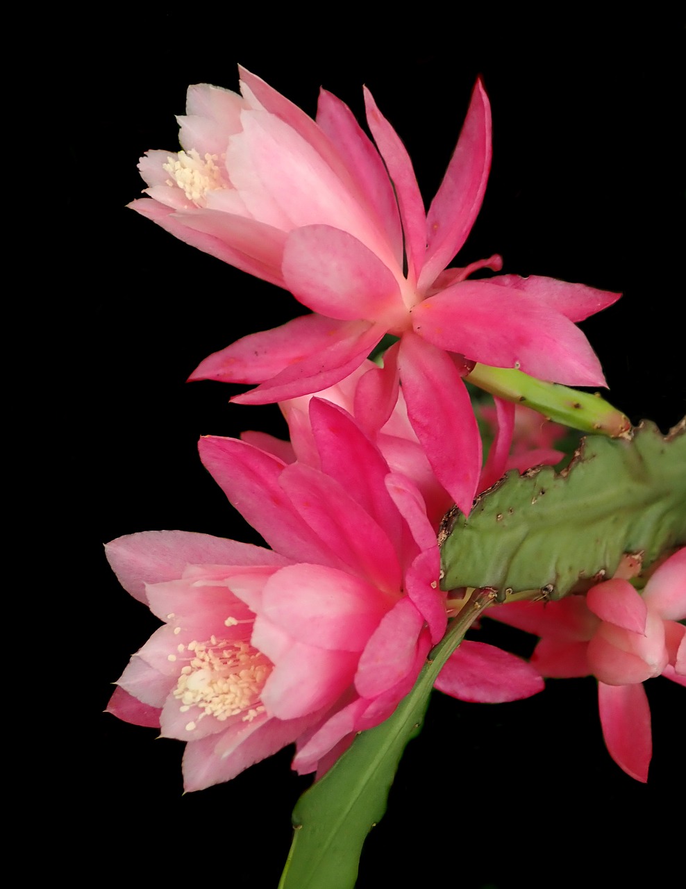 cactus  pink  flower free photo