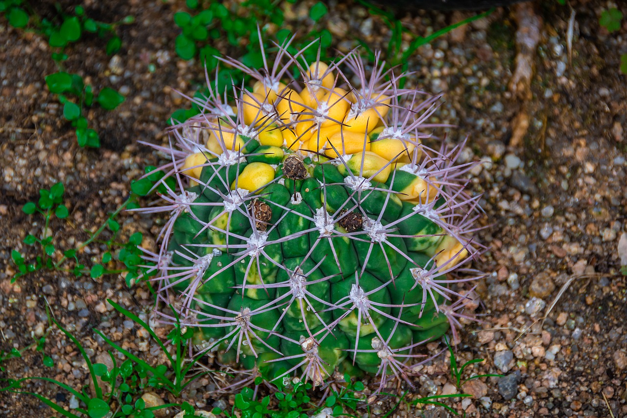 cactus  botanical garden  light free photo