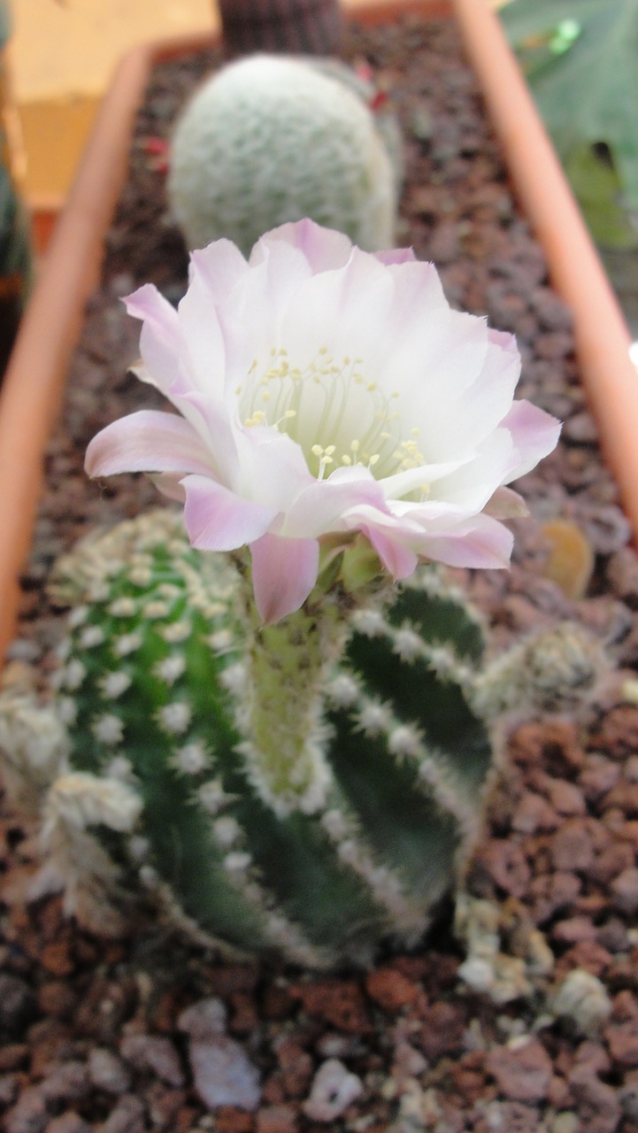 cactus  flowers  plant free photo