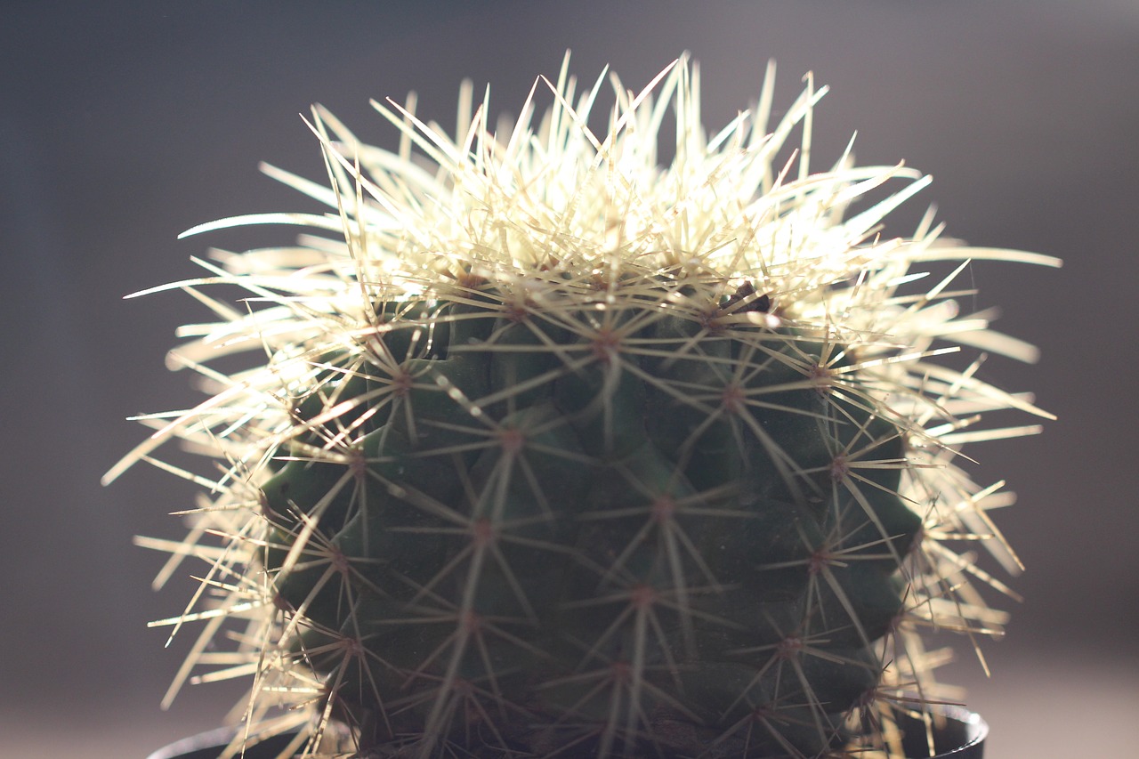 cactus  desert  plants arid free photo
