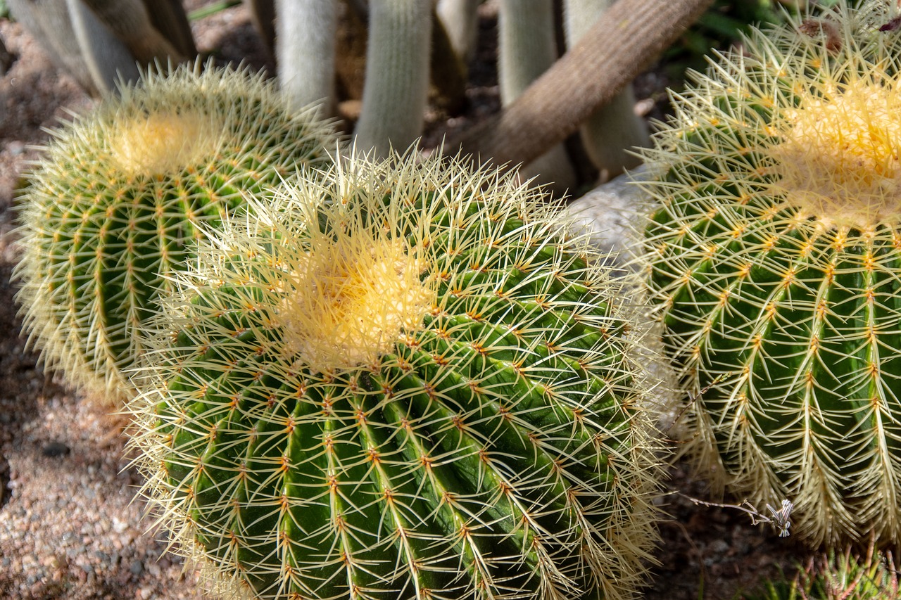 cactus  greenhouse  botanical free photo