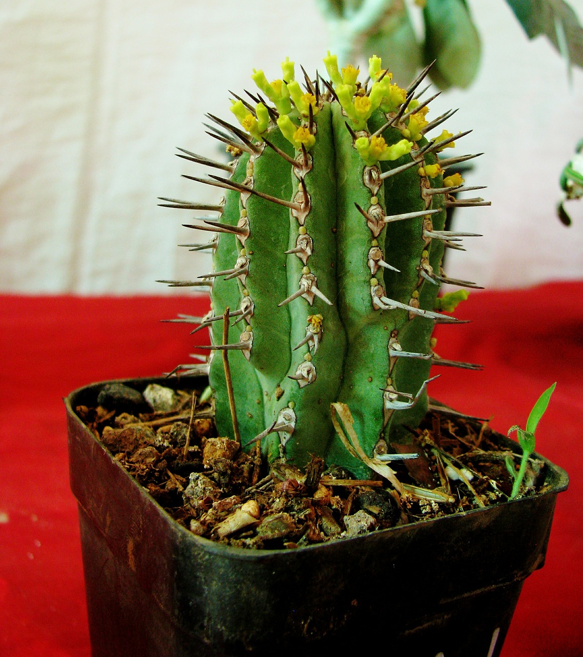 cactus potted plant small free photo