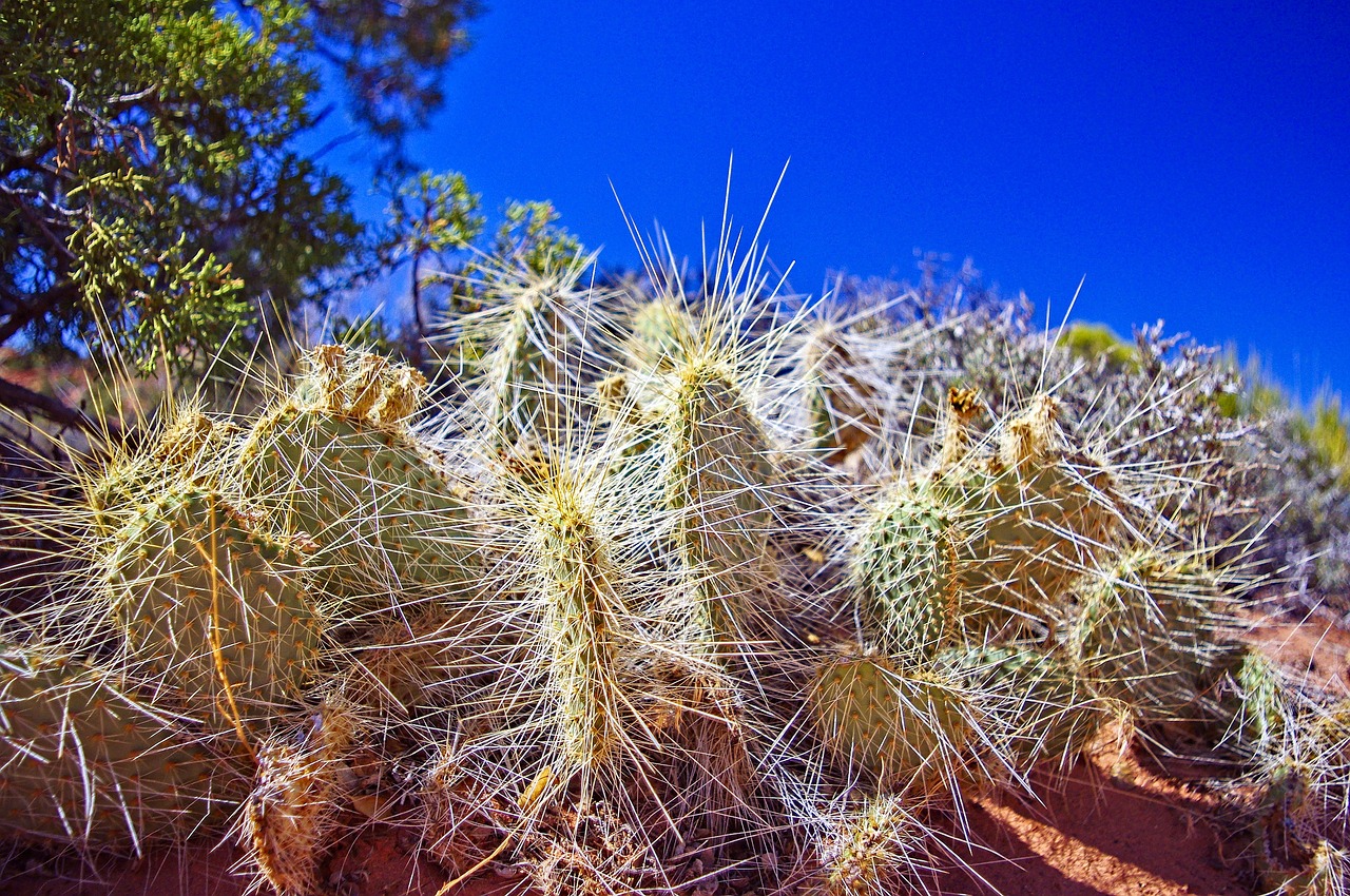 cactus  succulent  nature free photo