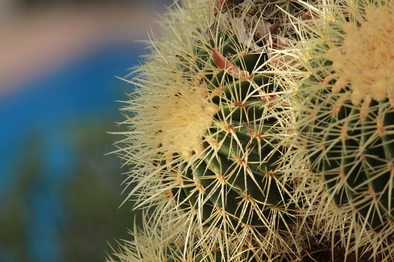 cactus  prickly  plant free photo