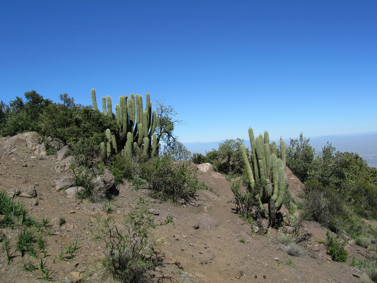 cactus chile andes free photo