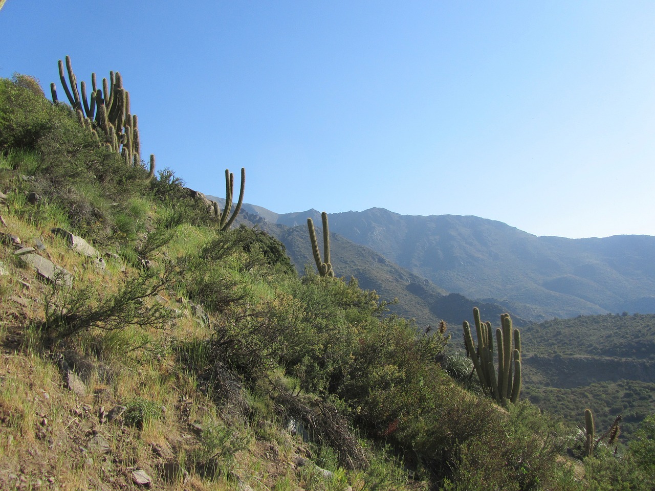 cactus dry mountains free photo