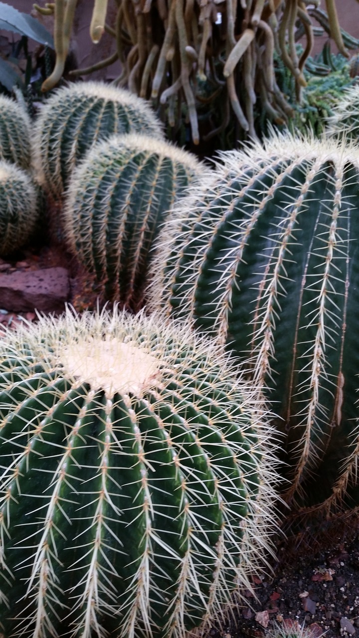 cactus  green  botanical free photo