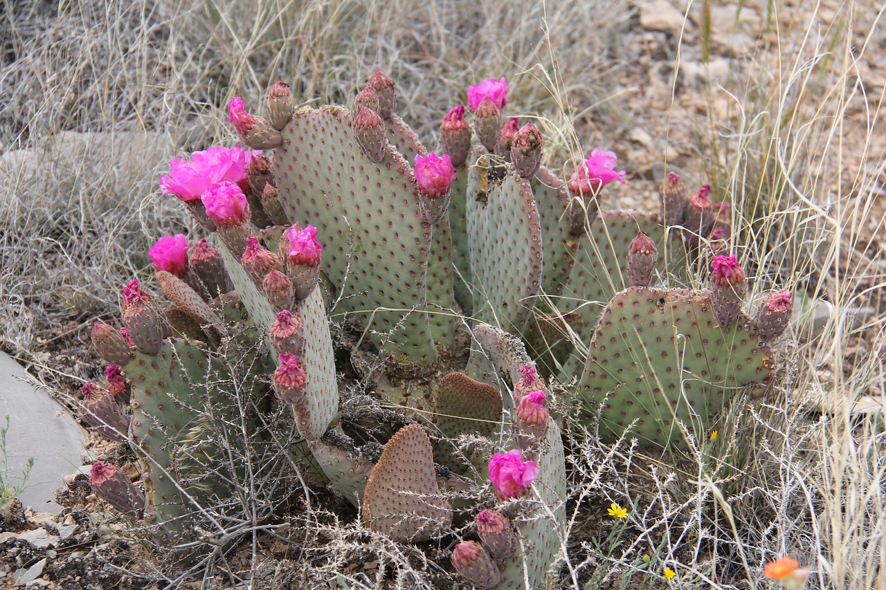 cactus  flowers  succulent free photo