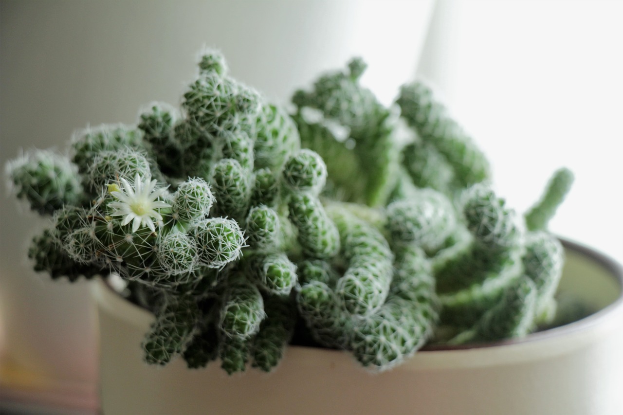 cactus  flower  bloom free photo