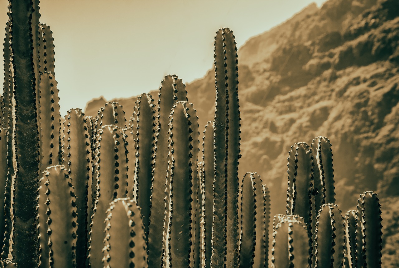 cactus  dry  plant free photo