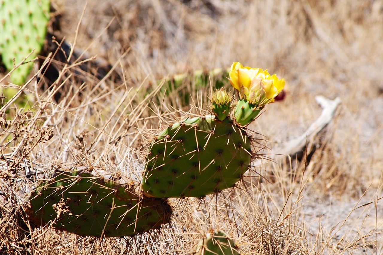cactus spikes flower free photo