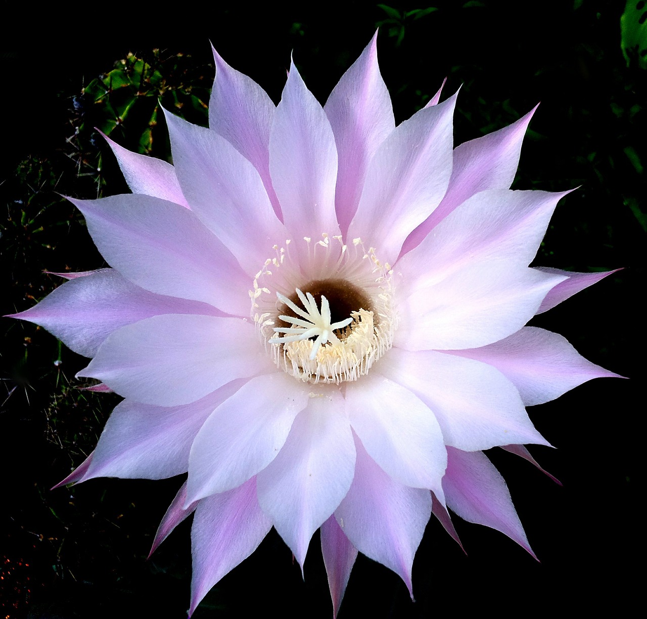 cactus flower nature free photo