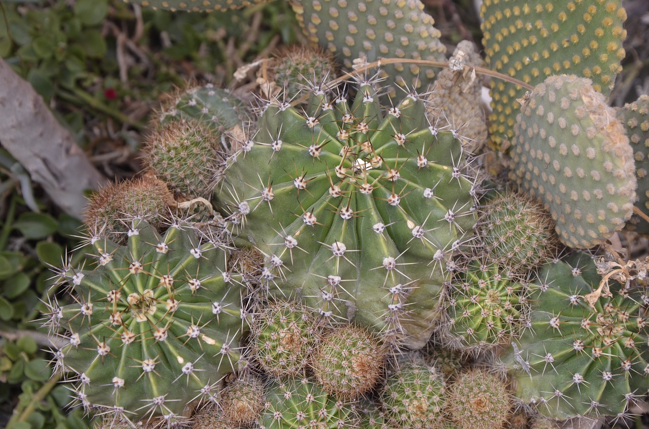 cactus  desert  nature free photo